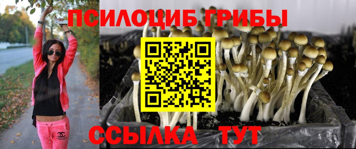 Красный Сулин  Галлюциногенные грибы Psilocybine cubensis  Вход с VPN 